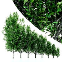 8Different Cypress Oak tree collection3trees Models in the scene