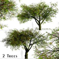 Set of Brachychiton acerifolius or Flame bottletree Trees