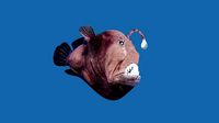 angler fish