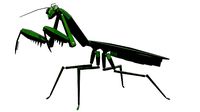 Mecha Mantis