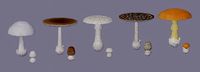 Amanita pack 2