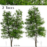 Set of Tilia Platyphyllos or Large-Leaved Lime Trees - 2 Trees