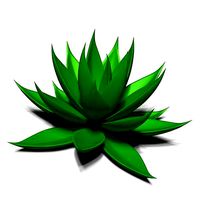 Agave Aloe