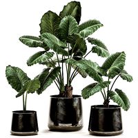 alocasia macrorrhiza in a pot for the interior 881