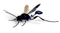 Hornet wasp Textured 3D model
