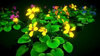 Flower Viola Biflora
