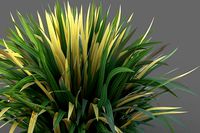 XfrogPlants Blueberry Lily - Dianella Revoluta