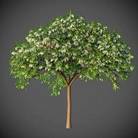 XfrogPlants Sua - Dalbergia Tonkinensis