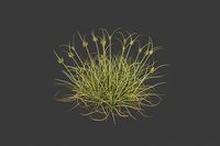 XfrogPlants Dune Grass - Cyperus Conglomeratus