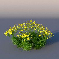 XfrogPlants Pot of Gold - Coreopsis Verticillata