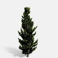 Holly wood Juniper tree collection 27 trees Models in the scene