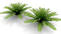 Low-poly Fern bush plant