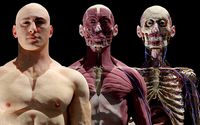 HD Male Complete Human 3D Anatomy Model Project