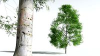 EVERYPlant Silver Birch 05 --20 Models--