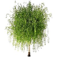 Birch tree