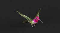 Hummingbird