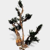 Bristlecone Pine tree collection 9 trees in the scene