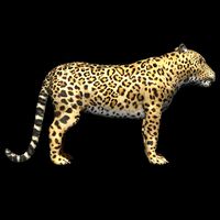 Jaguar