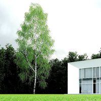Betula Pendula 22 And A Half m 009