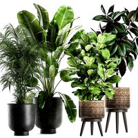 Plants in a flowerpots for the interior 861