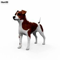 Jack Russell Terrier HD