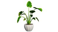 Elephant ear in Pot Plant