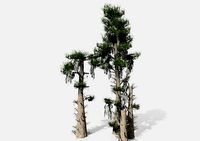 Bald Cypress Cluster low tree collection 4 trees in the scene
