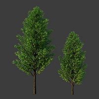 XfrogPlants Field Maple - Acer Campestre
