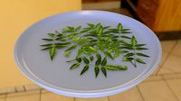 Neem Leaves