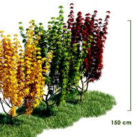 3d model Japanese Maple with animation of growing and wind