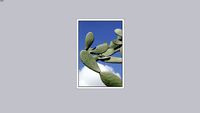 Céu de cactus