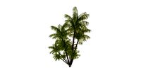ARECA