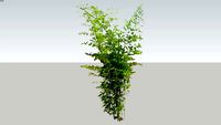 Phyllostachys aurea