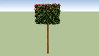 Photinia