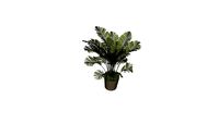 Palmera in Basket