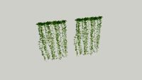 Pluchea indica - Cúc tần Ấn Độ - png