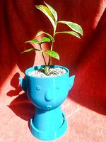 Flower Elf Planter | 3D