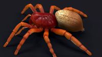 Spider stl | 3D