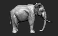 Elephant | 3D