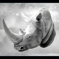 Rhino Bust | 3D