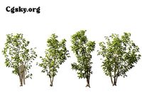 Fraxinus americana - Biltmore ash 03 Tree