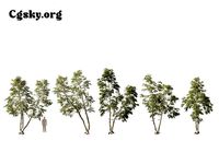 Betula pendula - European white birch 04 Tree