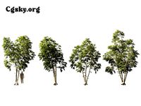 Betula pendula - European white birch 03 Tree