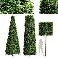 Carpinus Betulus Broadleaf Conical and Cigarette and Box