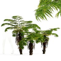 New Plant High detail Alsophila Spinulosa Fern Small