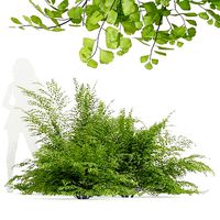 New Plant High detail Adiantum Capillus Veneris Fern Bush