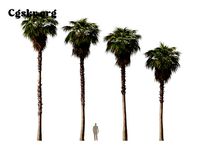 Washingtonia robusta - Mexican fan palm 03   3D model