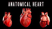 Anatomical Human Heart