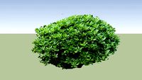 Pittosporum Miss Muffet