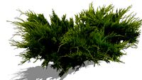 Juniper